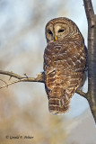  Barred Owl  4    re - edit