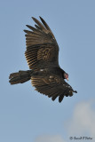 Turkey Vulture  2 