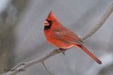  Northern Cardinal  2