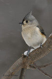 Tufted Titmouse  1