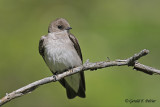  Northern Rough - winged Swallow   5