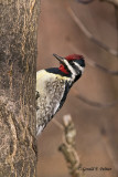  Yellow - bellied Sapsucker   2