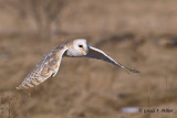  Barn Owl   23  ( captive )