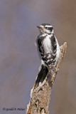  Downy Woodpecker   3