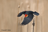   Red - winged Blackbird   4