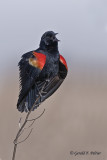   Red - winged Blackbird   5