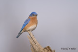   Eastern Bluebird  15