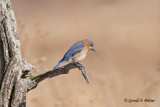  Eastern Bluebird   17