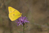   Little Yellow Sulpher 