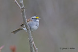   White - throated Sparrow 
