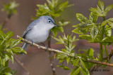   Blue - gray Gnatcatcher 