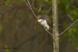  Yellow - billed Cuckoo   5