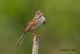   Song Sparrow   2