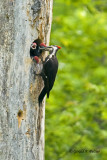   Pileated Woodpecker   3
