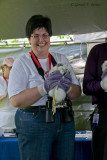 Peregrine Falcon , banding  May 27 10