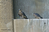 Peregrine Falcons