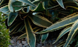 Crop1.jpg