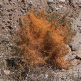 Witchs Hair a Parasitic Plant
