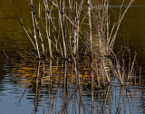 Reflection