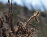 Backlit Cholla