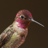 Up Close and Personal. Annas Hummingbird