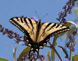 Western Tiger Swallowtail 2