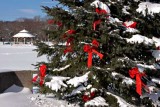 Boroughs Christmas Tree - Kerr Park View (73)