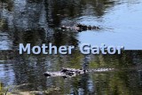 Mother Gator