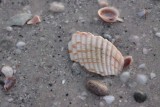 Sea Shells at Sunset
