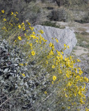 Desert Marigold 1