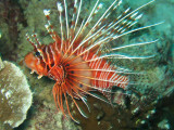 Thail_200801_dive_r_298_72dpi.jpg