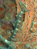 Thail_200801_dive_r_308_72dpi.jpg