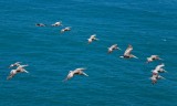 040 Pelican fly by from Sentinel Rock_5140Cr2`0606211114.jpg