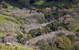 005 Trees in valley in front of San Antonio Reservoir_7945Lr`0903091309-Edit.jpg