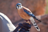 001_Colorful bird__7029`1001140831.jpg