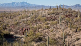 002_Saguaro desert, mountains in distance__7036`1001140839.jpg