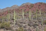 014_Saguaro desert__7092`1001141027.jpg