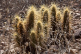 017_Cactus with glowing prickers__7129`1001141141.jpg