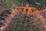 018_Fish hook barrel cactus__7137`1001141149.jpg