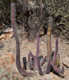 021_Cactus__7151`1001141158.jpg