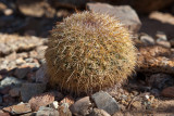 022_Cactus__7160`1001141202.jpg
