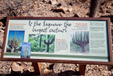 025_Largest cactus sign__7168`1001141209.jpg