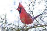 027_Cardinal__7178`1001141302.jpg