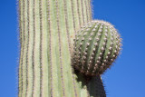 030_Budding saguaro arm__7201`1001141314.jpg