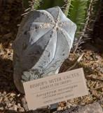 031_Bishop's Miter Cactus__7204`1001141324.jpg