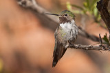 035_Hummingbird__7240`1001141411.jpg