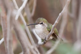 036_Hummingbird__7242`1001141416.jpg