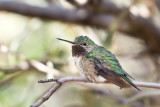 037_Hummingbird__7266`1001141425.jpg