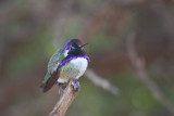 038_Hummingbird__7273`1001141426.jpg