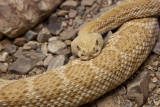 039_Snake__7277`1001141441.jpg